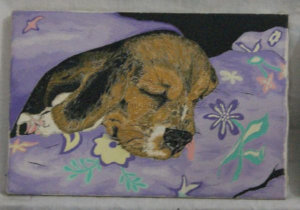 Cachorrim do sono